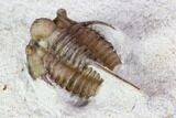 Scarce Cyphaspis Carrolli Trilobite - Oklahoma #104108-4